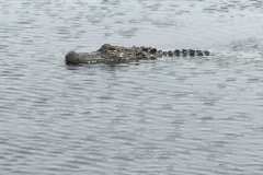 IMG_7917