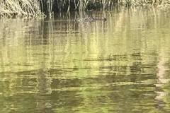 gallery-capt-charlies-adventures-carolina-beach-family-boat-tours-12