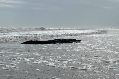 IMG_6759